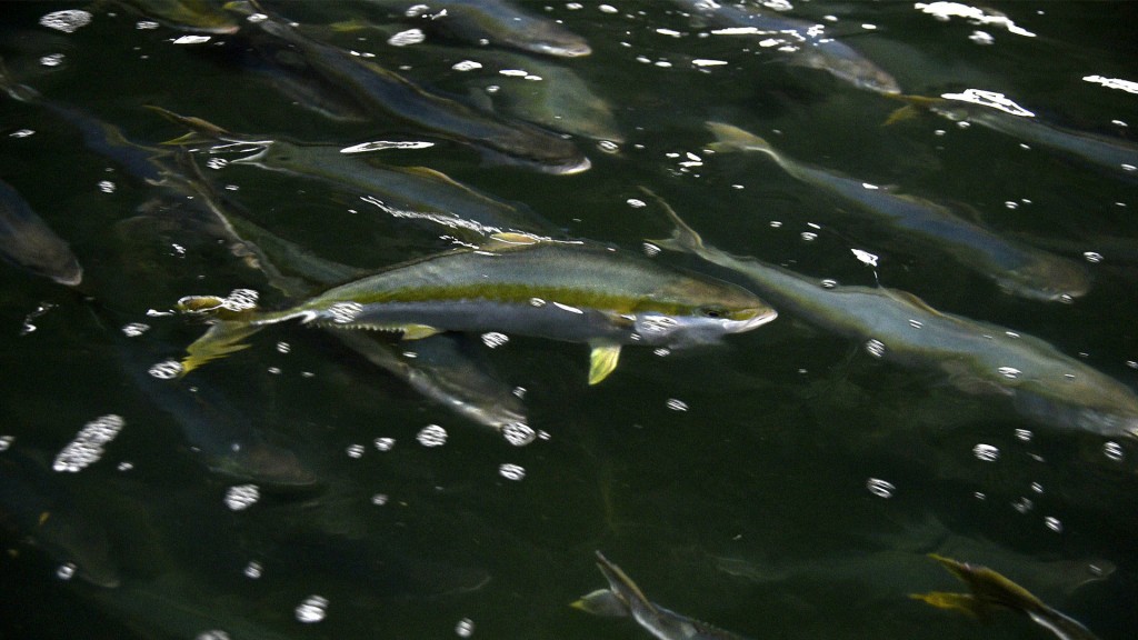 Fische schwimmen in einer Fischfarm
