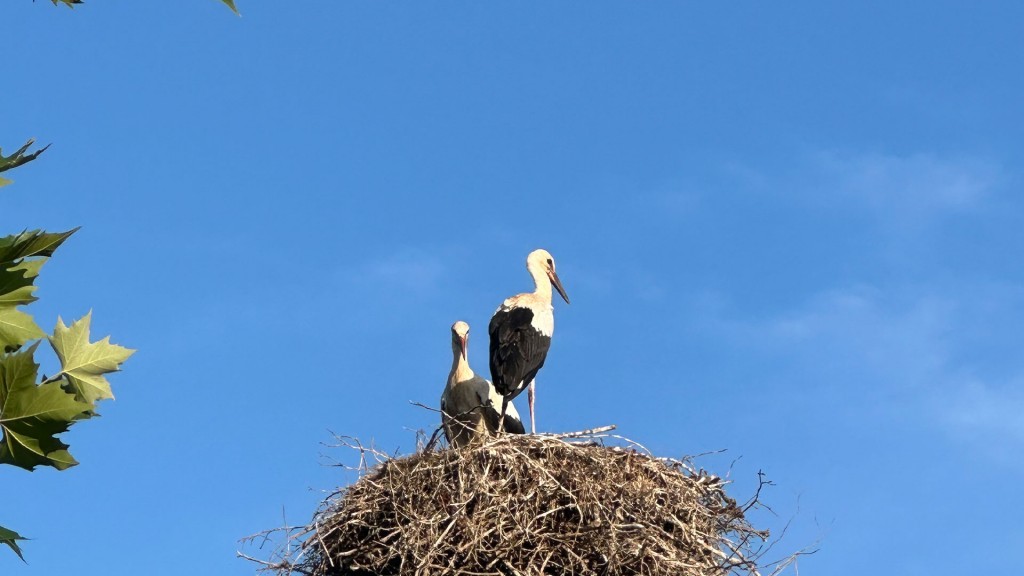 Störche in einem Nest in Niederlinxweiler