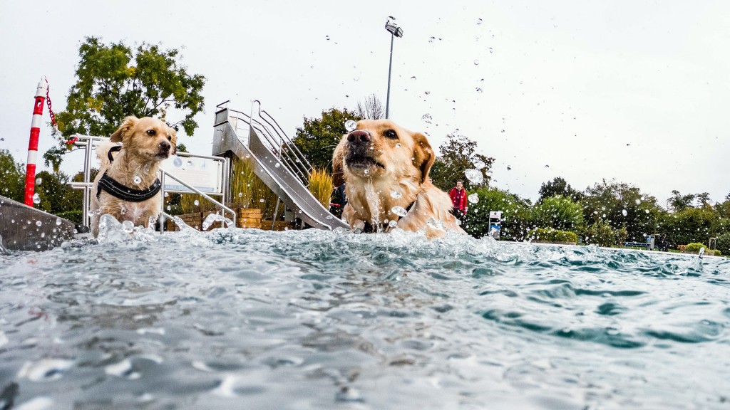 Hundeschwimmen zum Abschluss der Freibadsaison