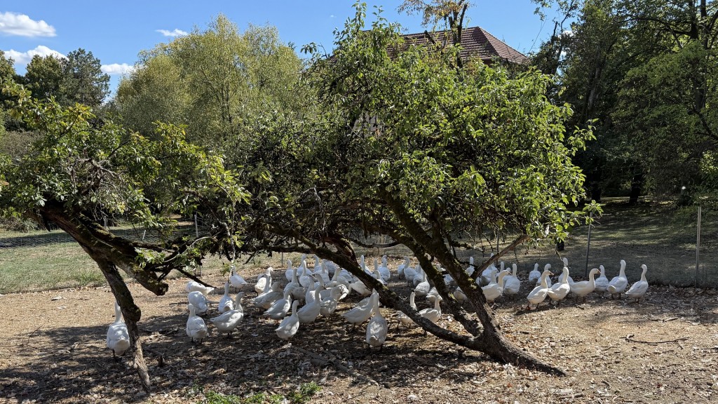 Gänse auf dem Wintringer Hof
