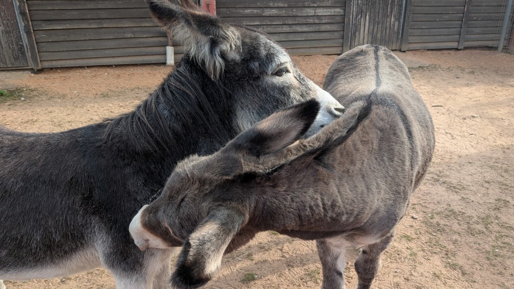 Esel auf der Kinder- und Jugendfarm Saarlouis
