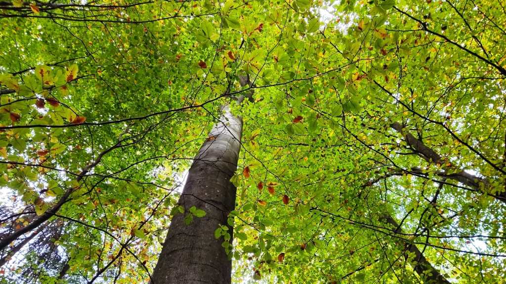 Blick in den herbstlichen Saar-Wald
