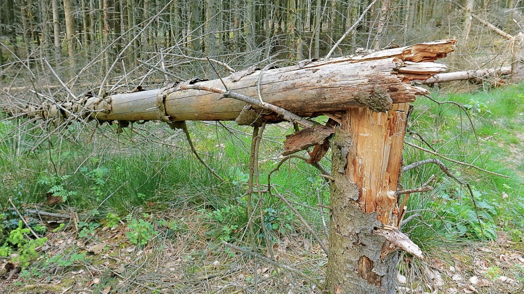 Abgebrochene Fichte nach einem Sturm im Wald