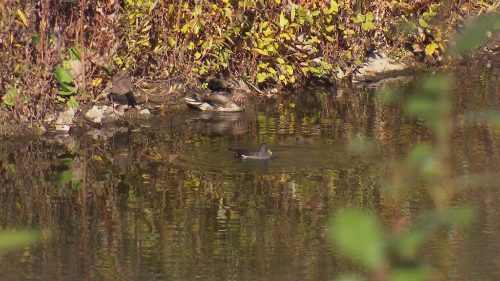 Foto: Ente in einem Teich