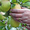 Apfelbaum (Foto: dpa)