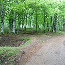 Unterwegs im Wald (Foto: Marmit)