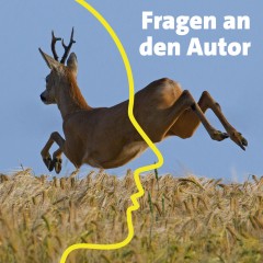 Rehbock, der auf der Flucht durch ein Feld springt