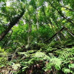 Ein Jahr Wald: Vom Sommer zum Herbst